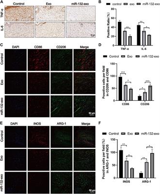 Engineered exosomes derived from miR-132-overexpresssing adipose stem cells promoted diabetic wound healing and skin reconstruction